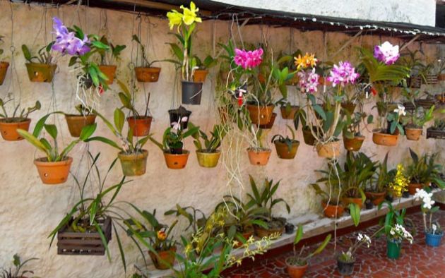 orquideas_jardim