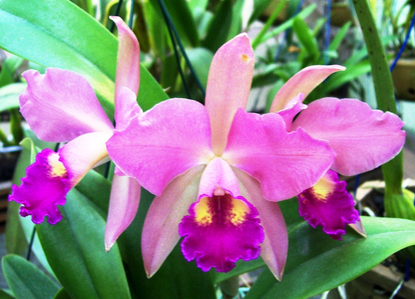 orquídea-33
