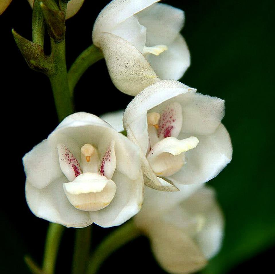 orquídea-6