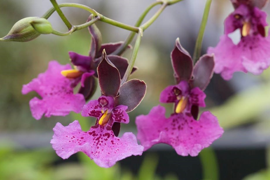 orquídea Cacca