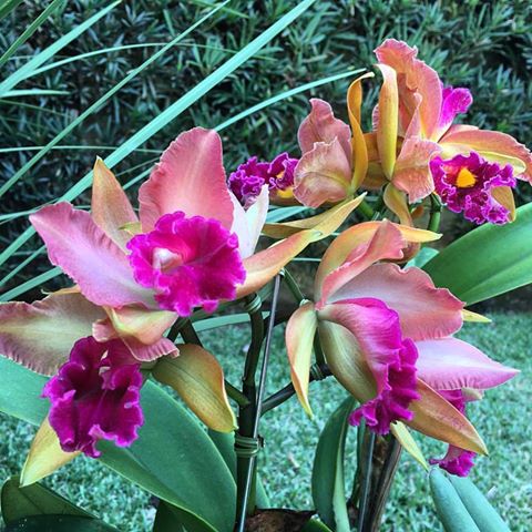 orquídea Cattleya