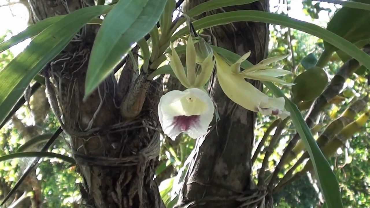 orquídea Galeandra