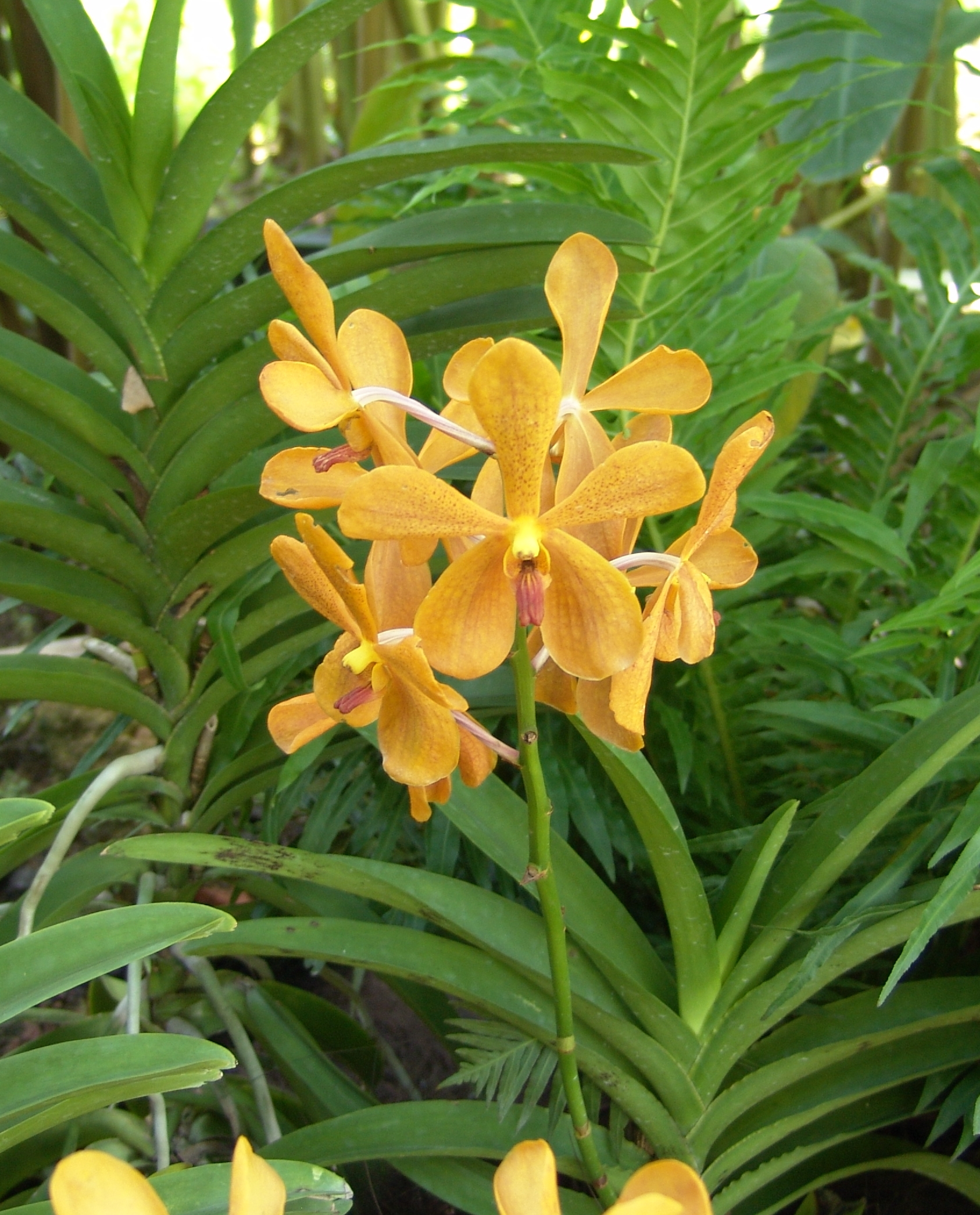 orquídea Mokara