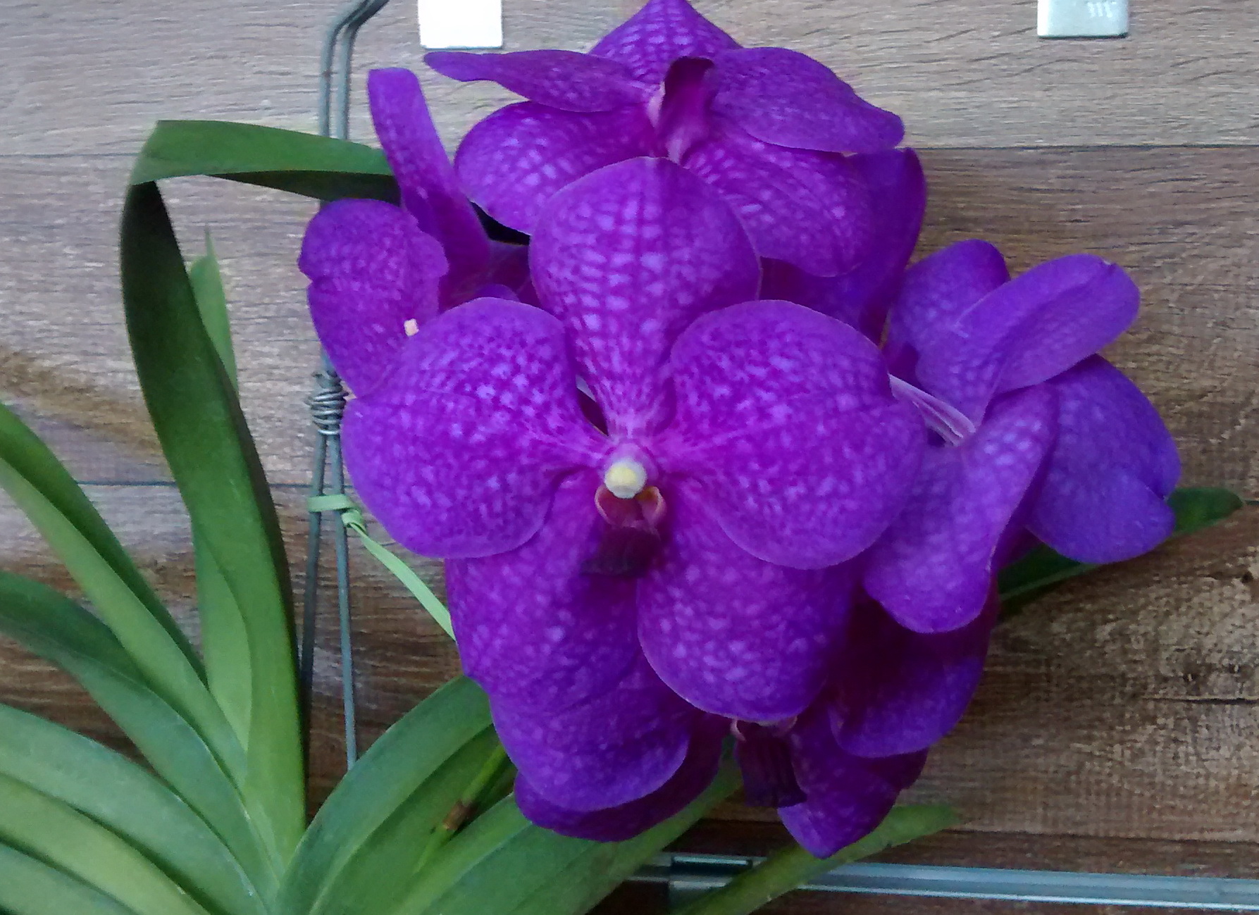 orquídea Vanda