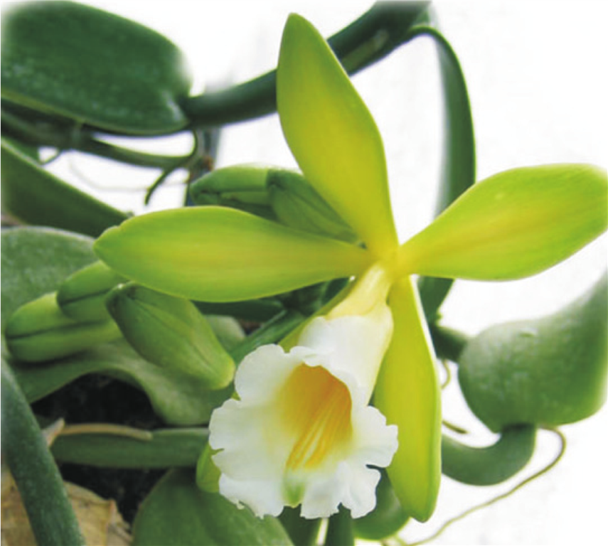 orquídea Vanilla
