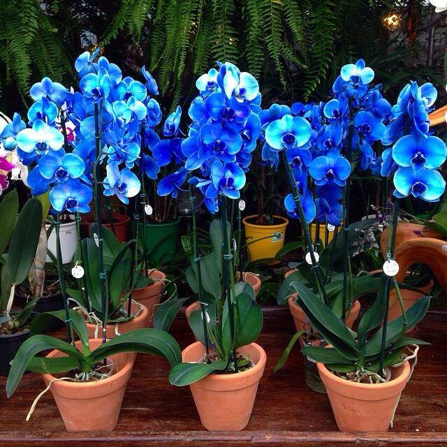 orquídea-azul