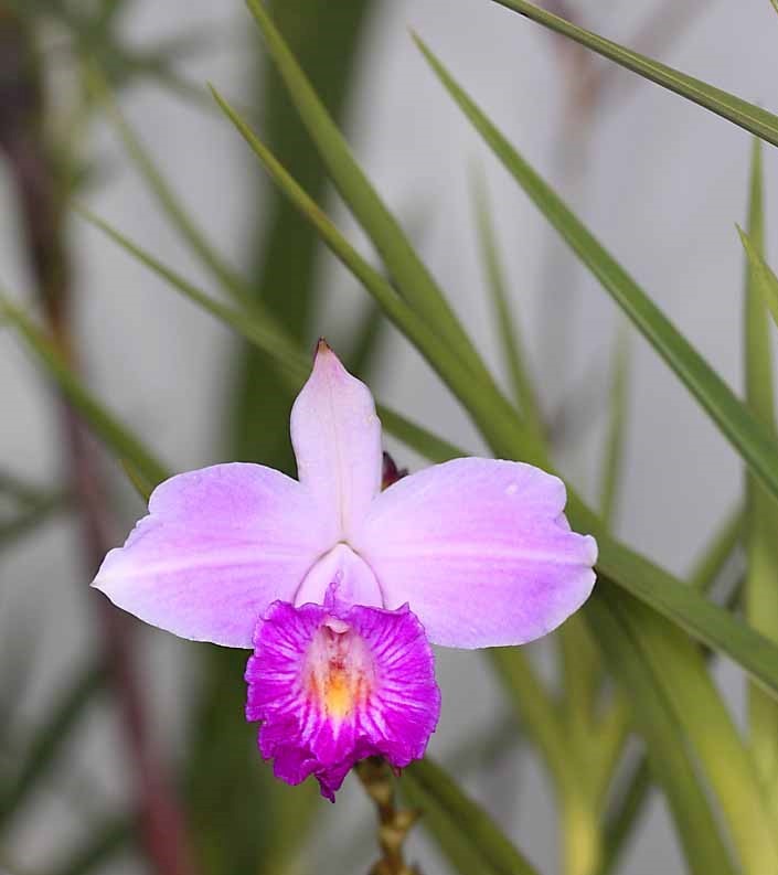 orquídea-bambu