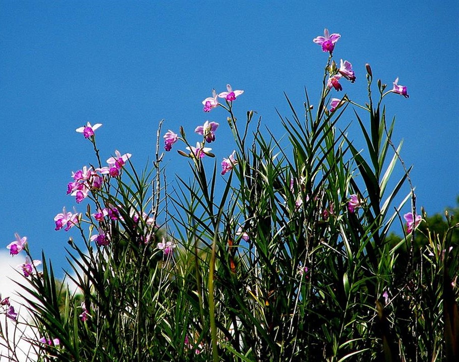 orquídea bambu