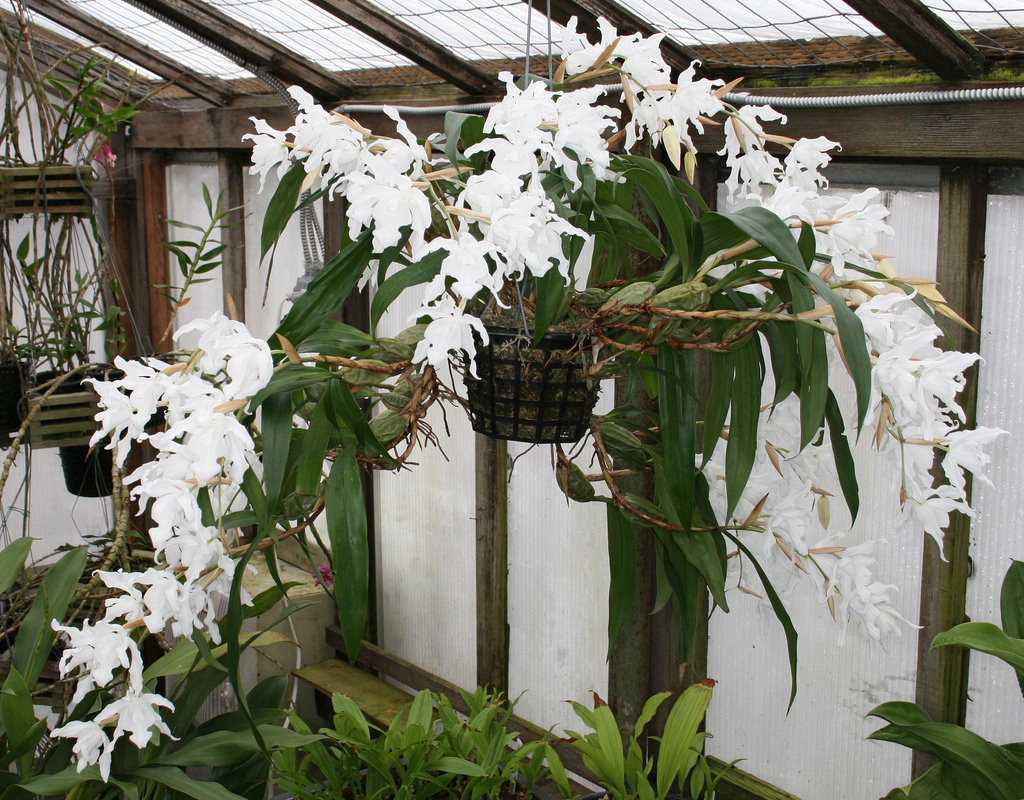orquídea branca-de-neve