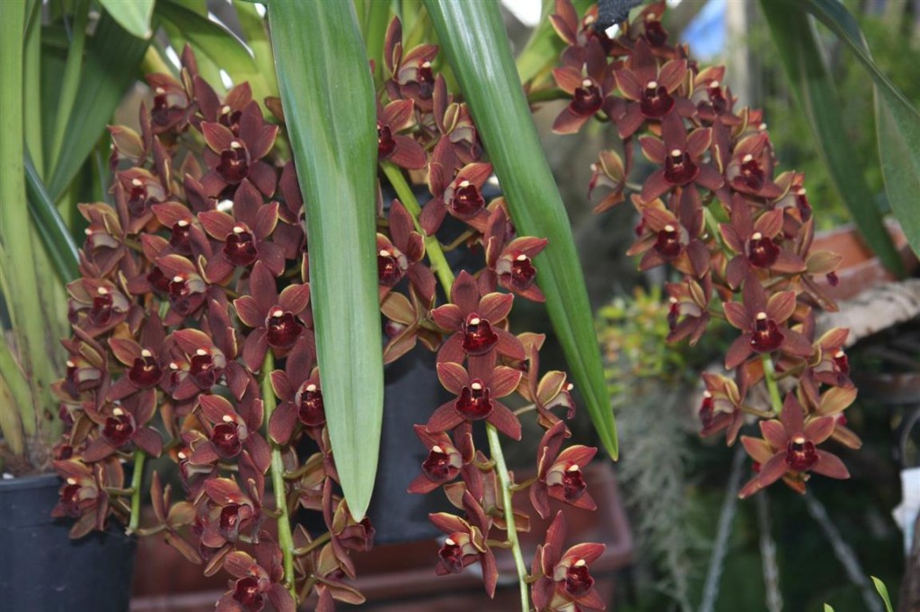 orquídea-cymbidium 
