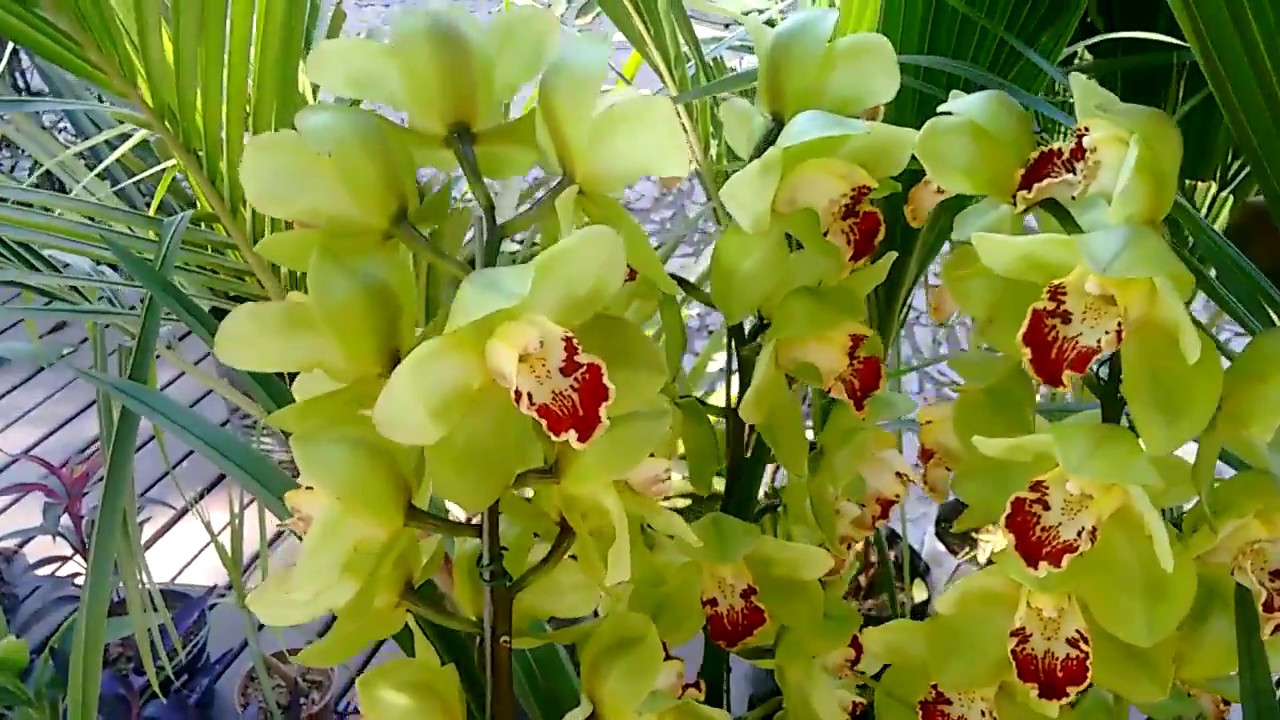 orquídea cymbidium