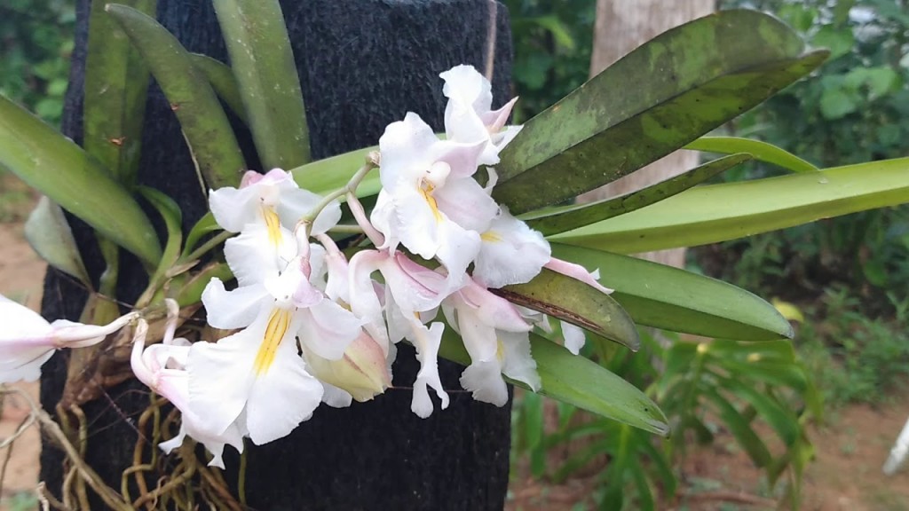 orquídea do mato