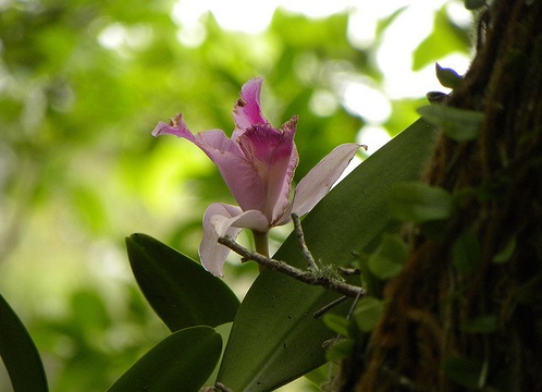 orquídea em árvore