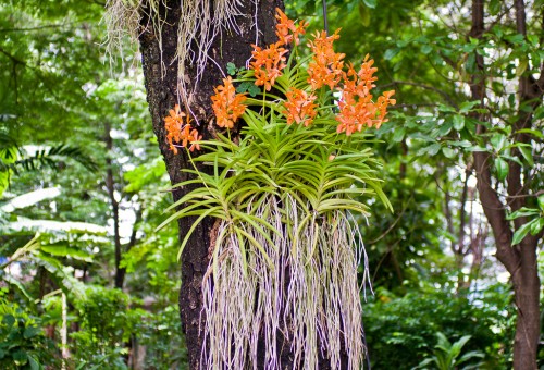 orquídea em árvore