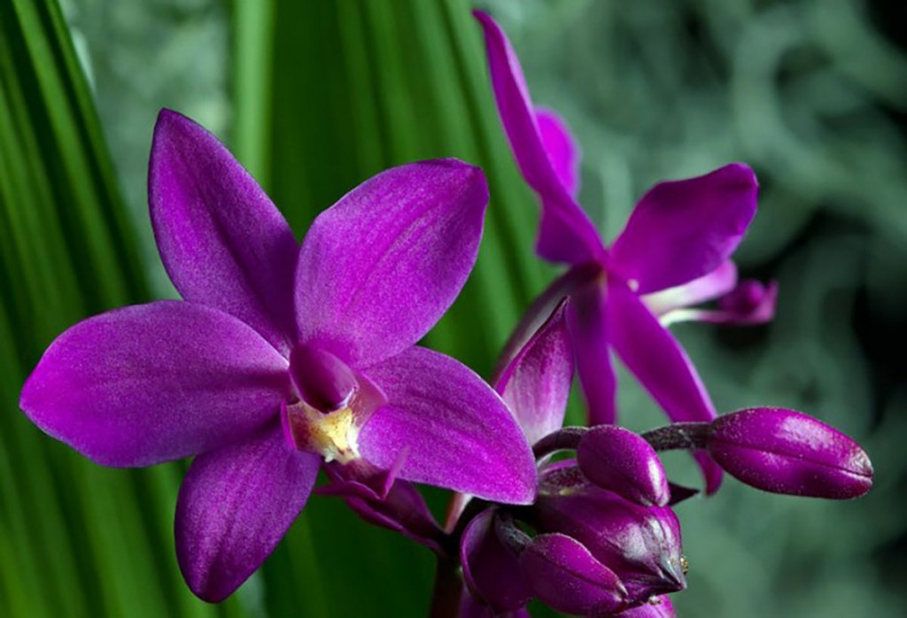 orquídea grapete