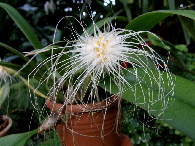 orquídea medusa