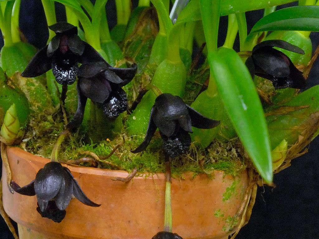 orquídea-negra 
