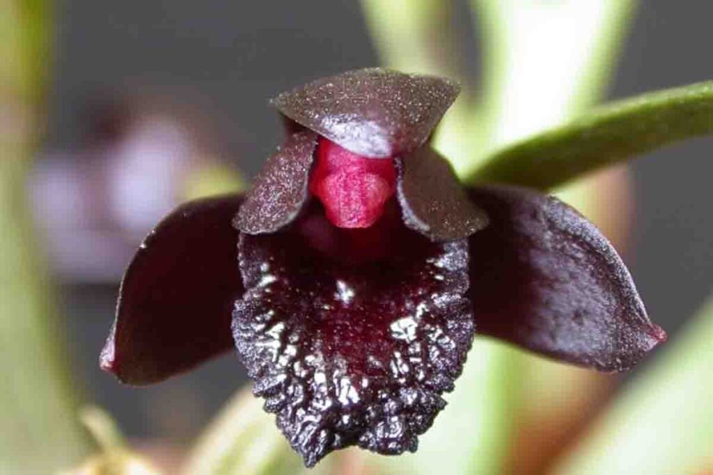 orquídea-negra