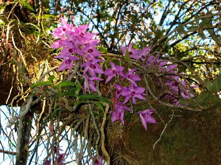 orquídea no habitat