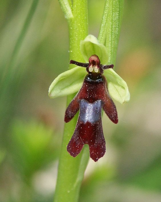 orquídea ophrys insectivera