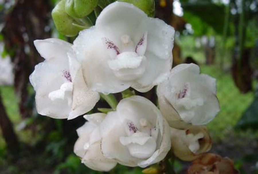 orquídea pomba