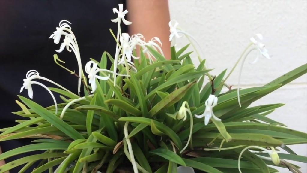 orquídea-samurai