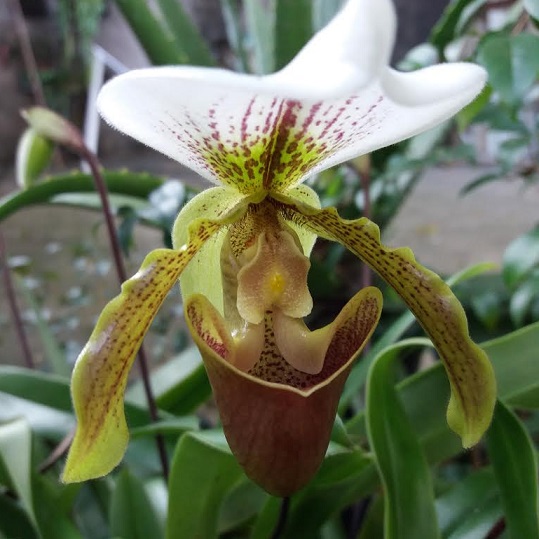 orquídea-sapatinho-