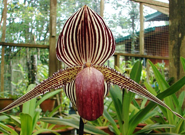 orquídea sapatinho