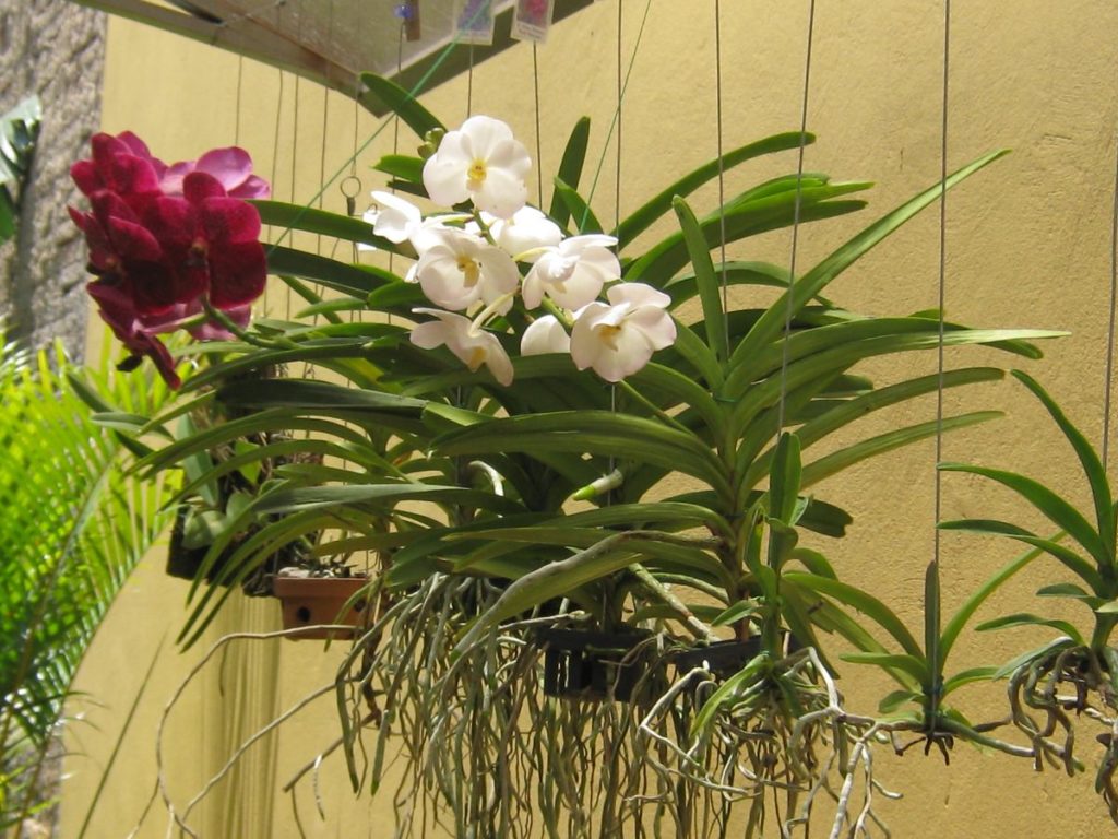 orquídea-vanda-10