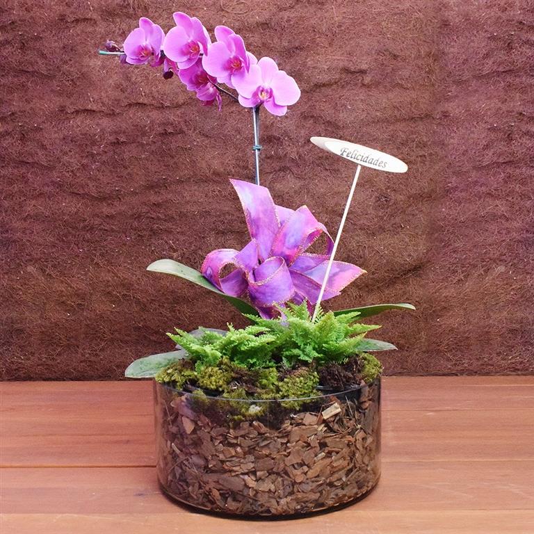 orquídea-vaso