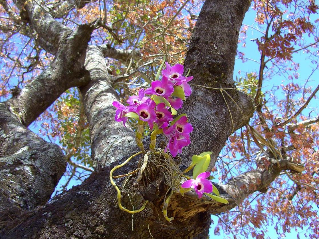 orquídea