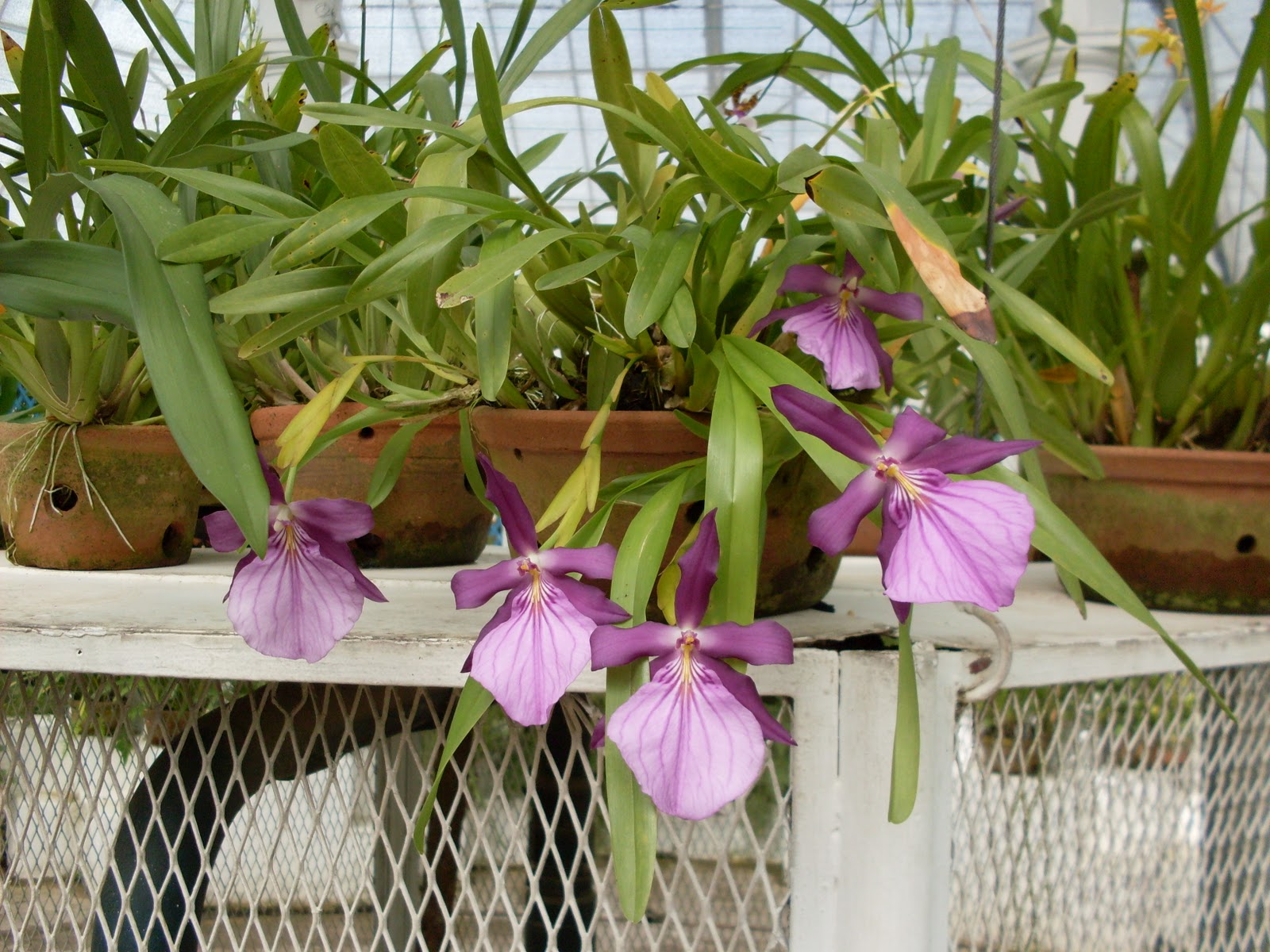 orquídea10 146