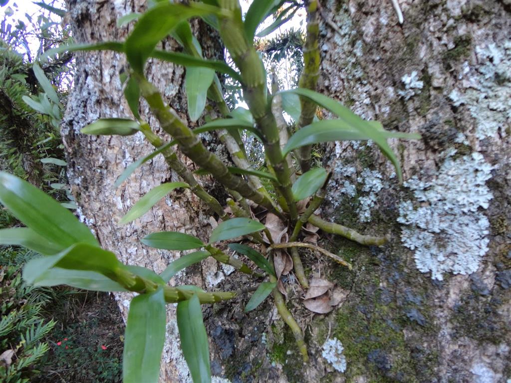 orquídea