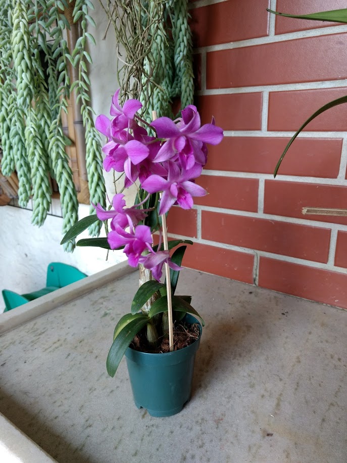 orquídea