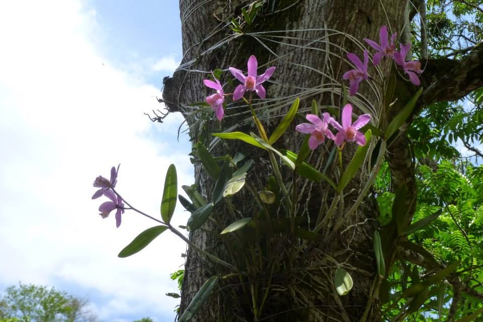 orquídea