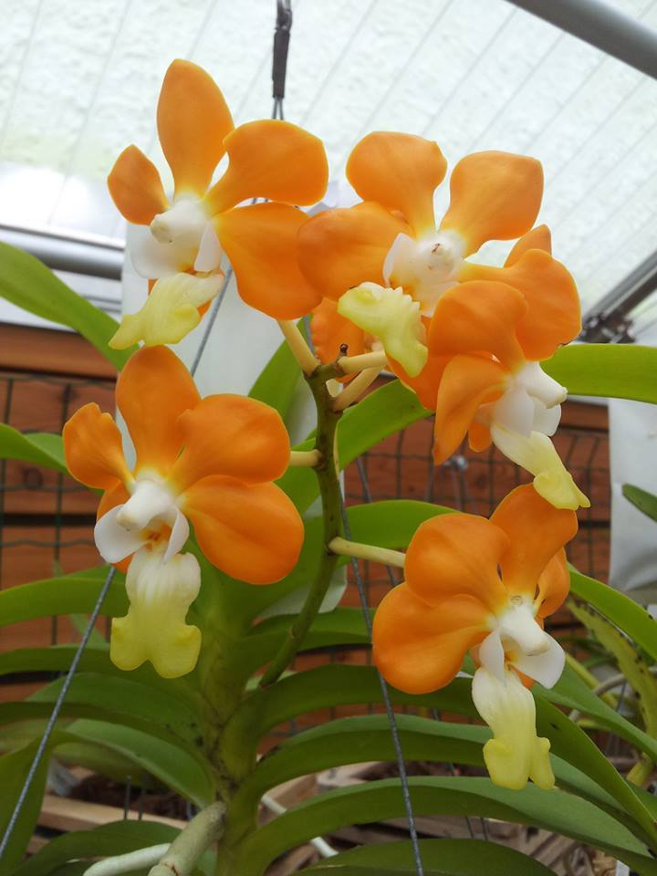 orquídea