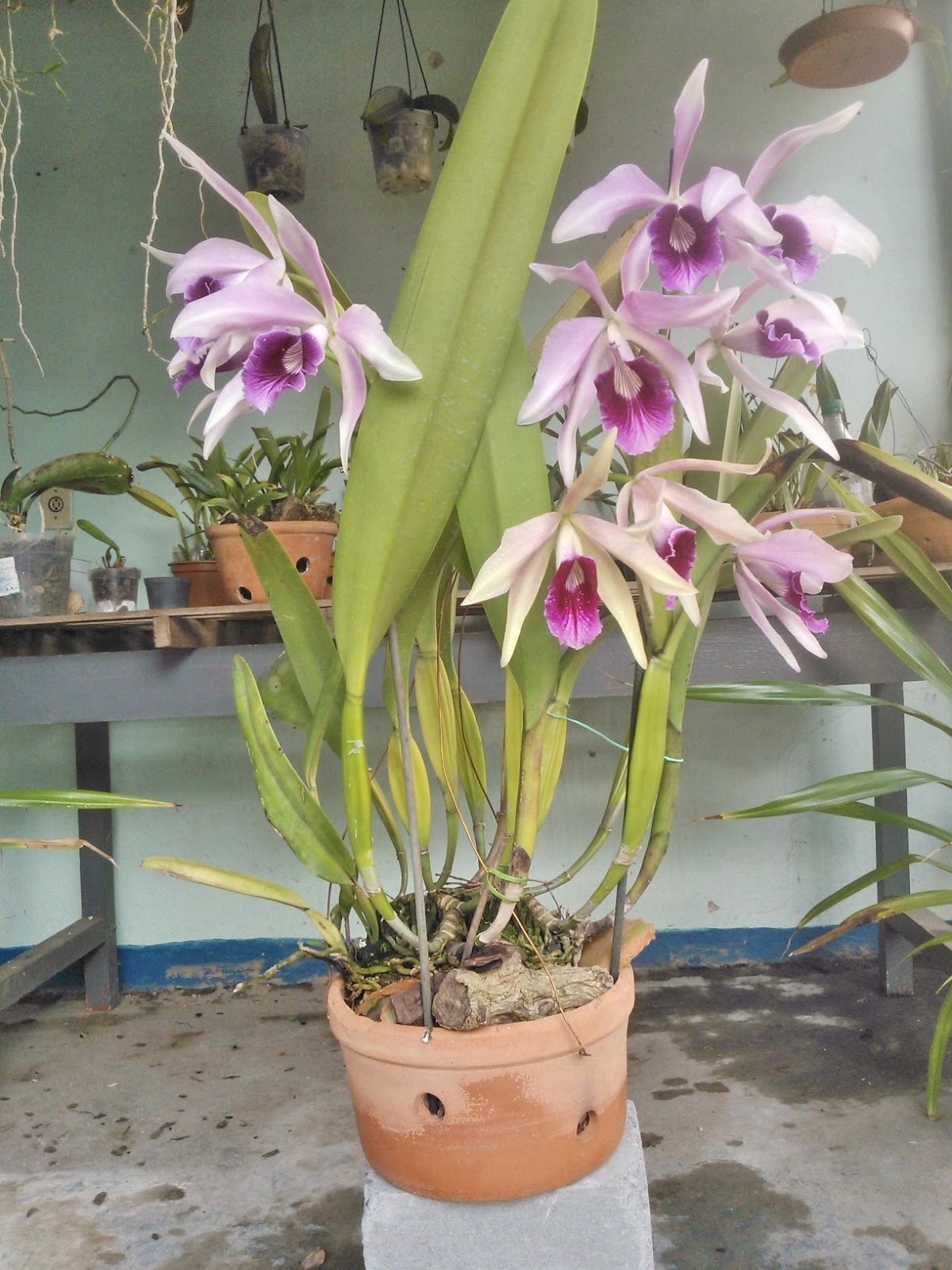 orquídea_1