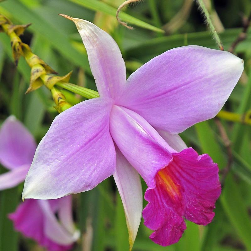orquídeabambu