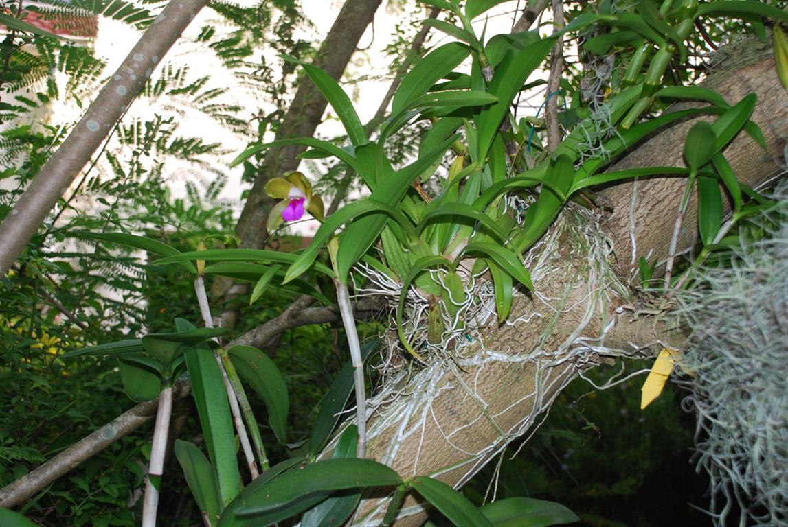 orquídeas