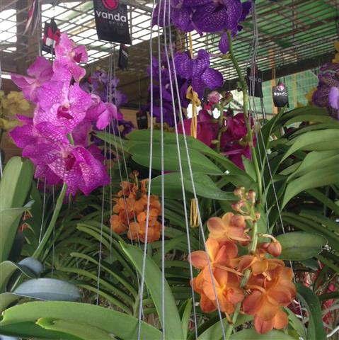 orquídeas Vanda