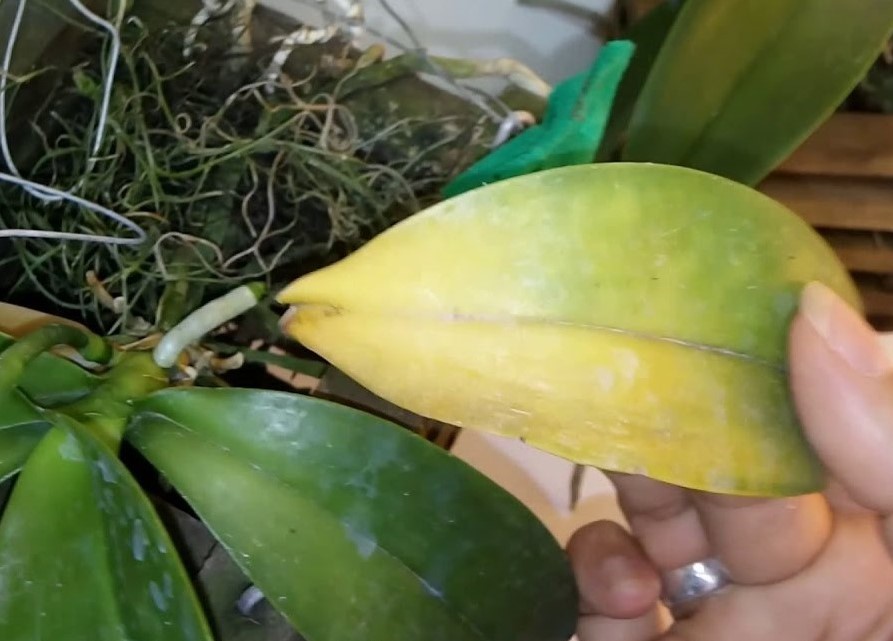 orquídeas-com-folhas-amareladas