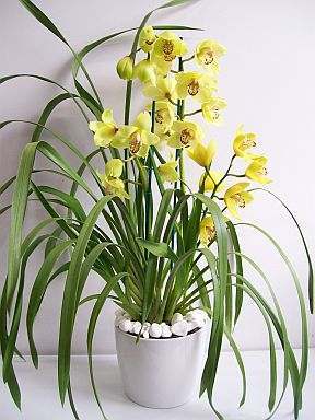 orquídeas-cymbidium-2