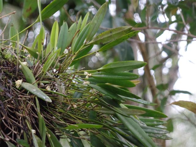 orquídeas em árvores