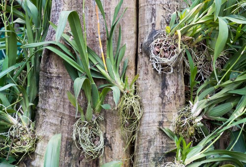 orquídeas1