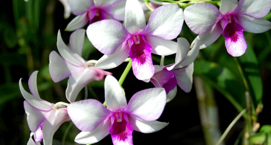 orquídeas