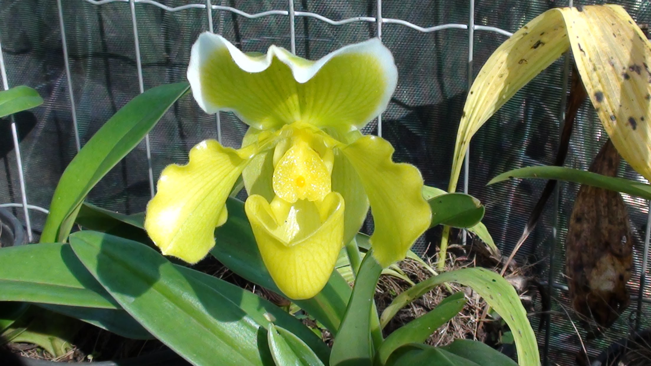 orquídeqsapatinho