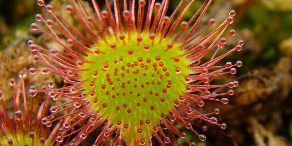 orvalhinha-drosera-rotundifolia