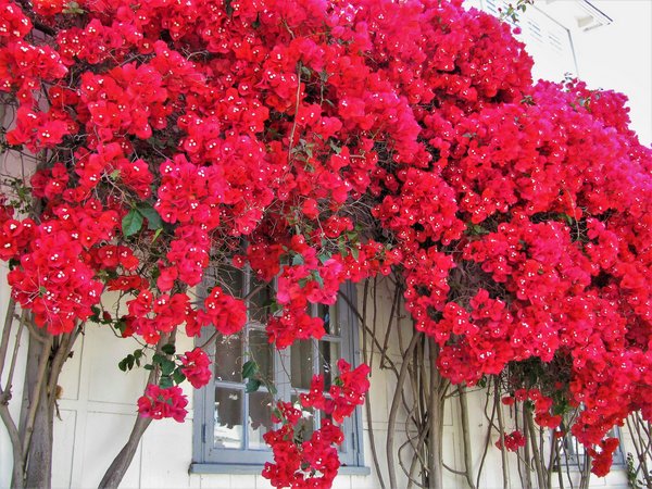 Bougainvillea glabra