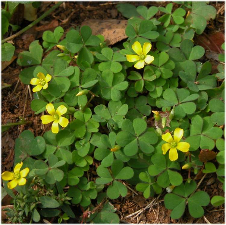 Oxalis corniculata