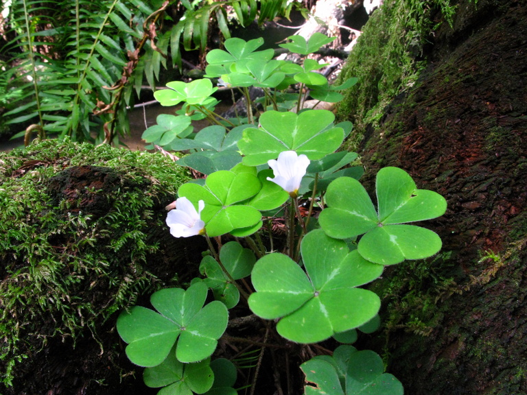 oxalis-oregana-1-big